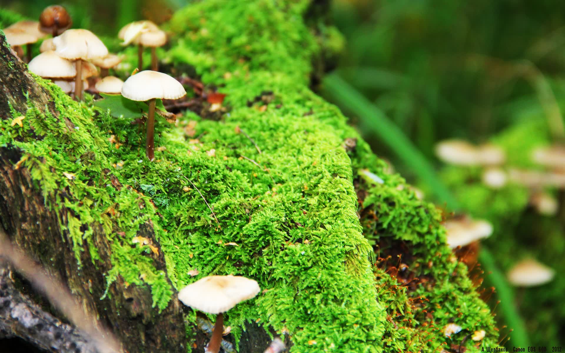 世界游泳接力队替补管理与换人规则第78版公布,游泳接力比赛临时换人